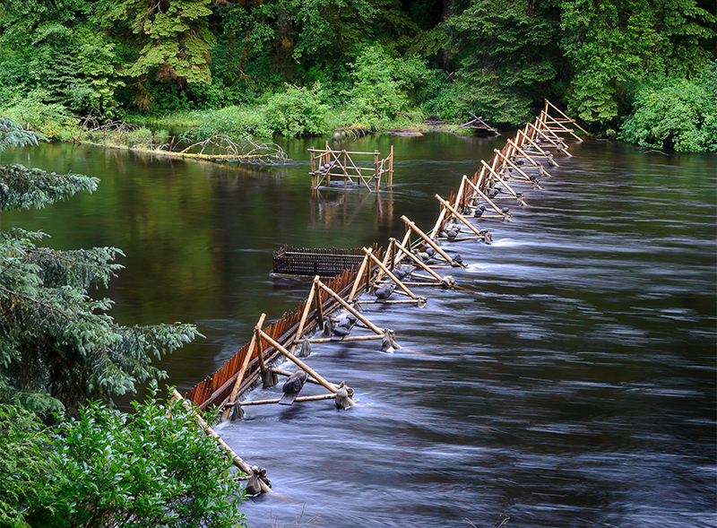 Stone Fish Traps or Weirs - Survival Harvesting