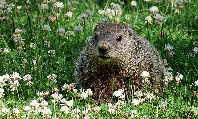 The Groundhog Watchers thumbnail