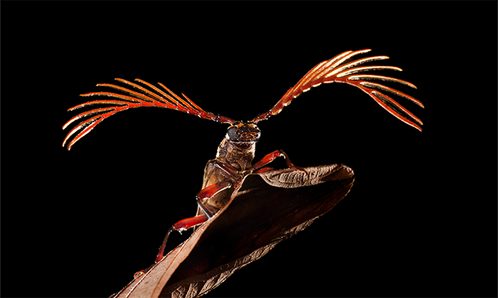 Beetle Mania: The World's Most Diverse Animal - Nautilus