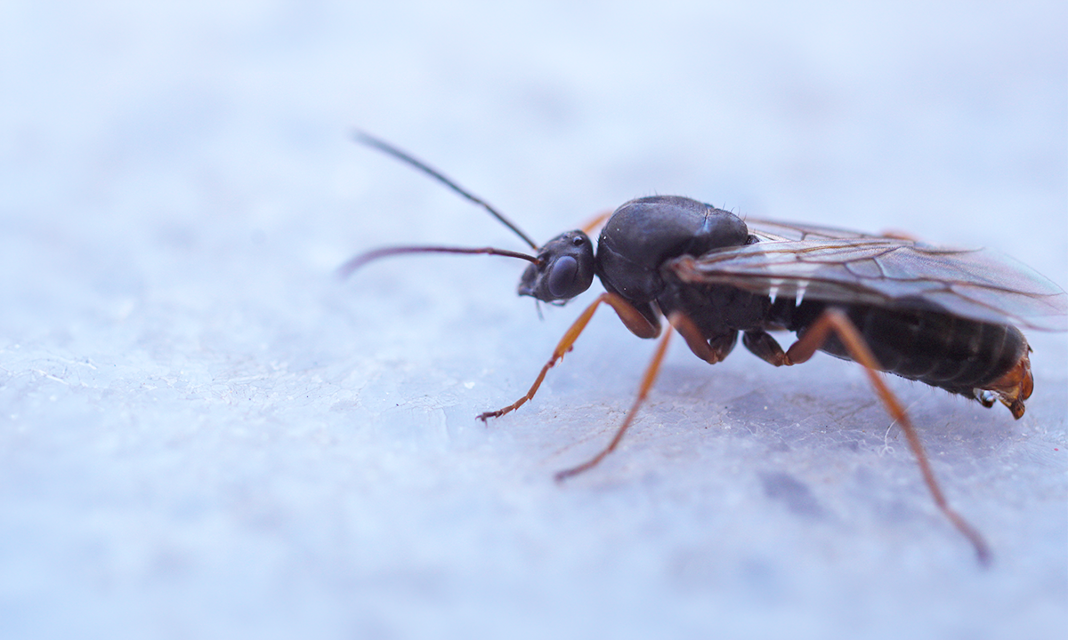 Article Sidebar Image