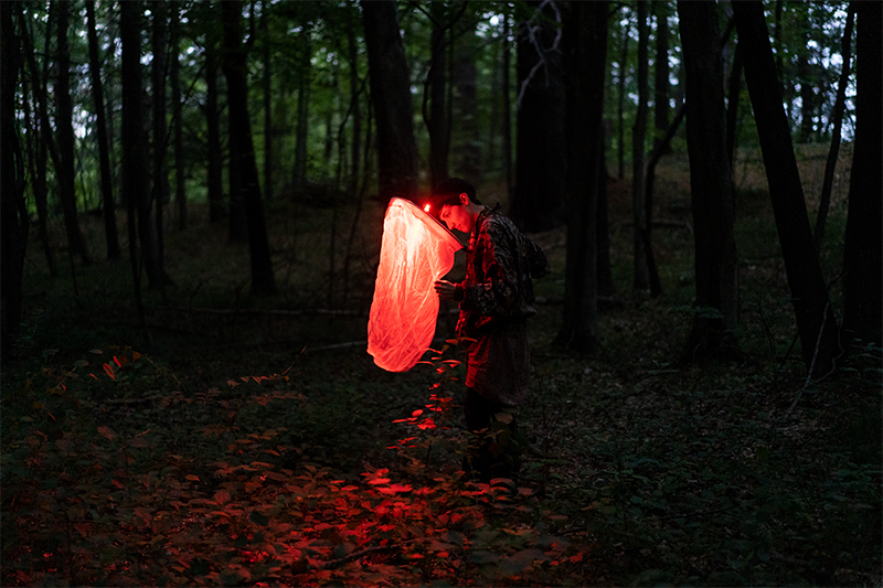 red lit forest