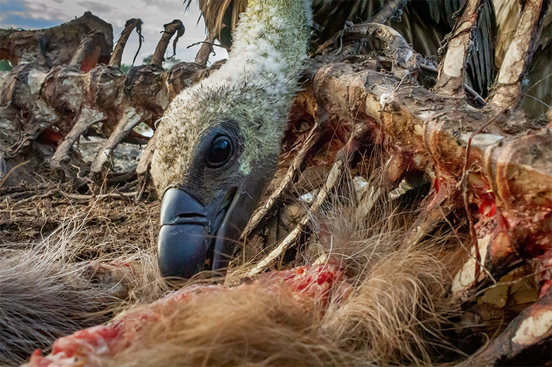 Illustration of the Vultures of Gorongosa National Park, Mozambique