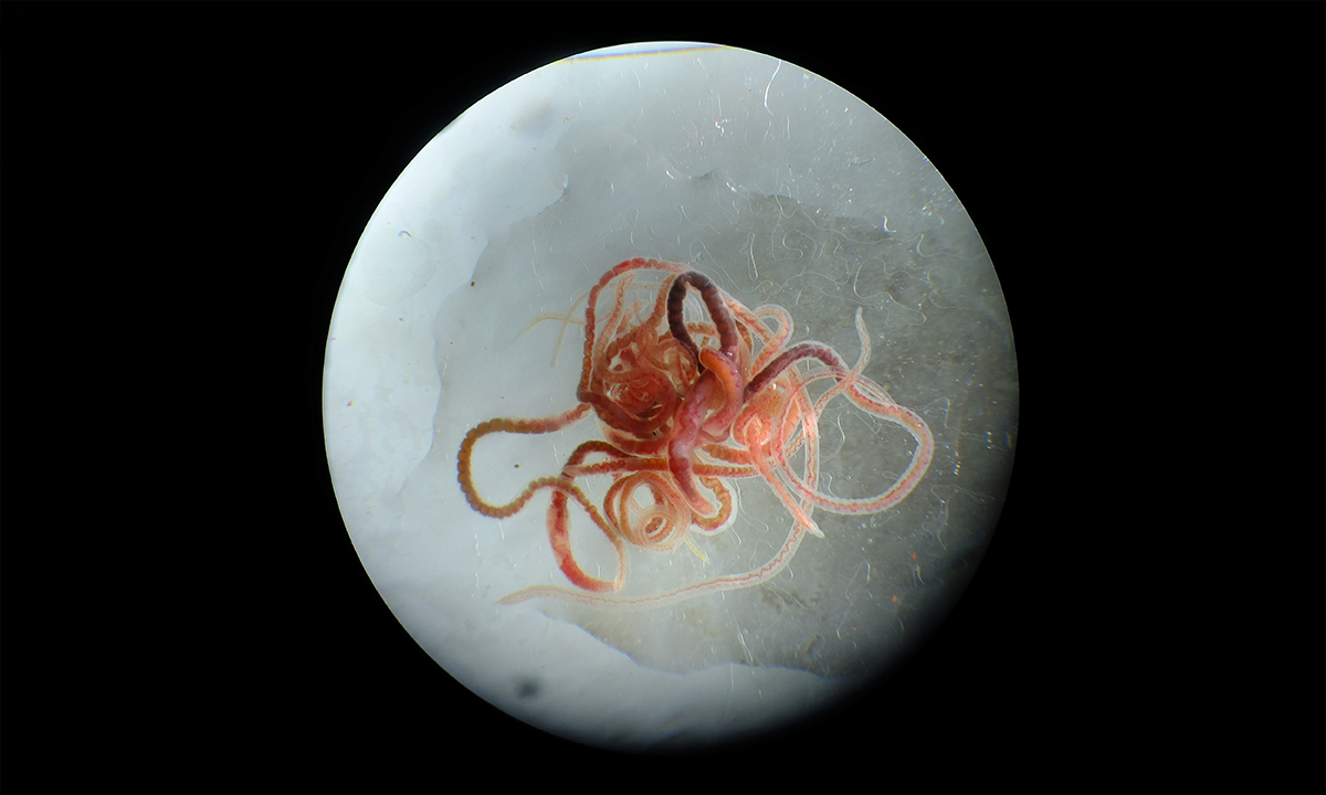 Article Sidebar Image