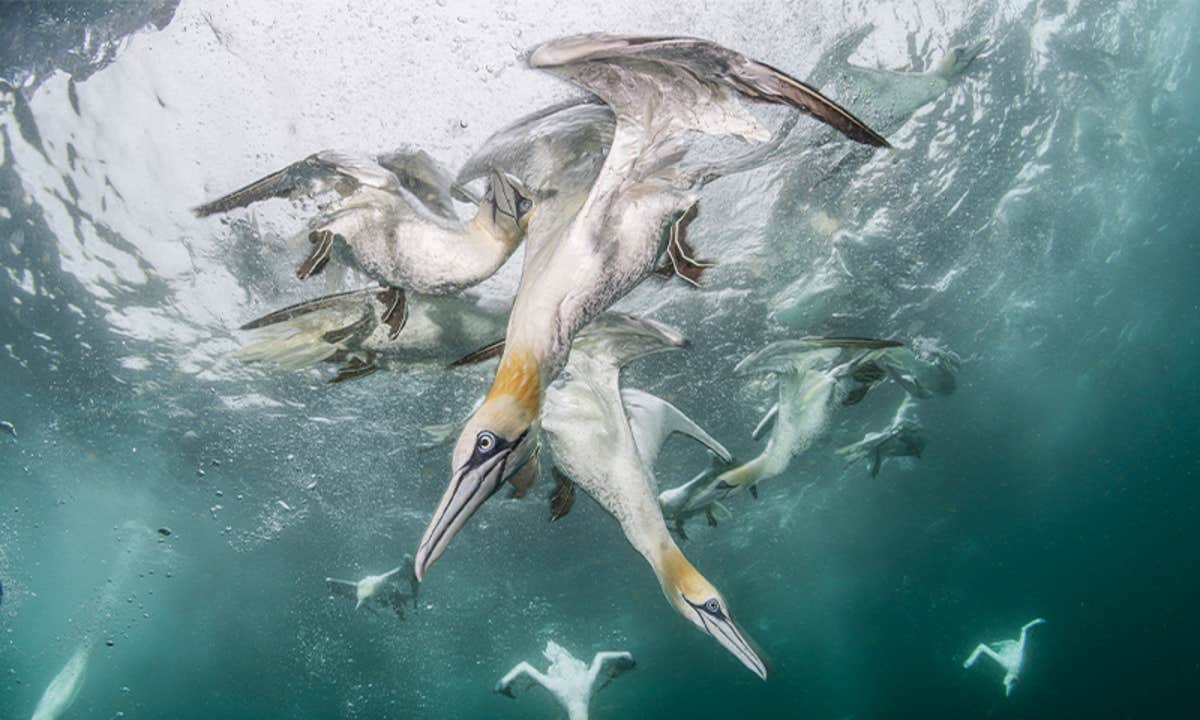 Underwater Harmony and Chaos