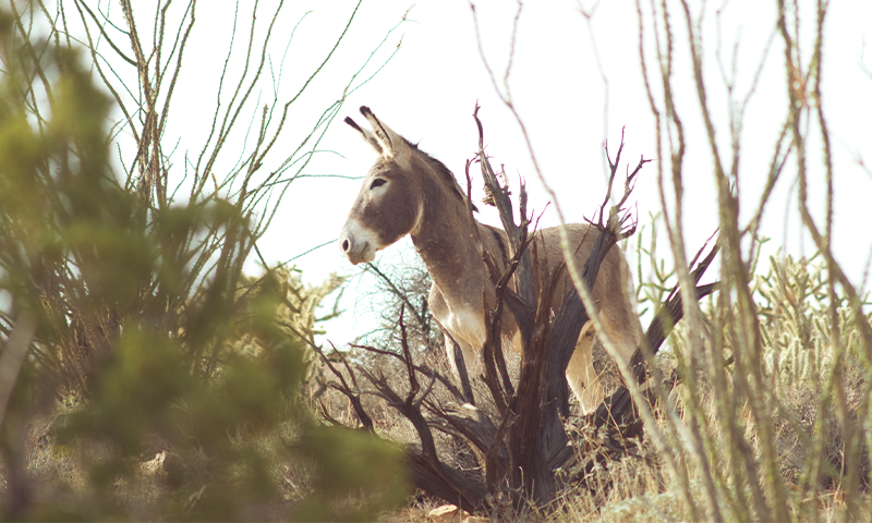 Article Sidebar Image