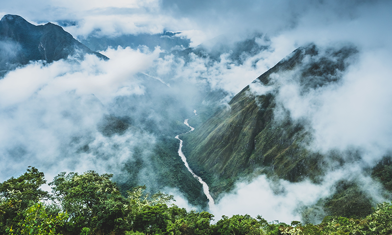 How a Forest Was Victorious