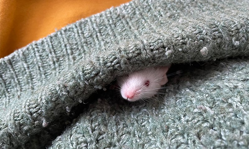 Um ano com ratos de laboratório: Desvendando a inteligência animal