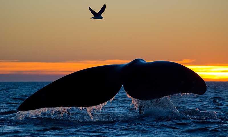 Discovering the First Intersex Southern Right Whale