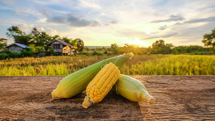 The Race to Protect Sweet Corn