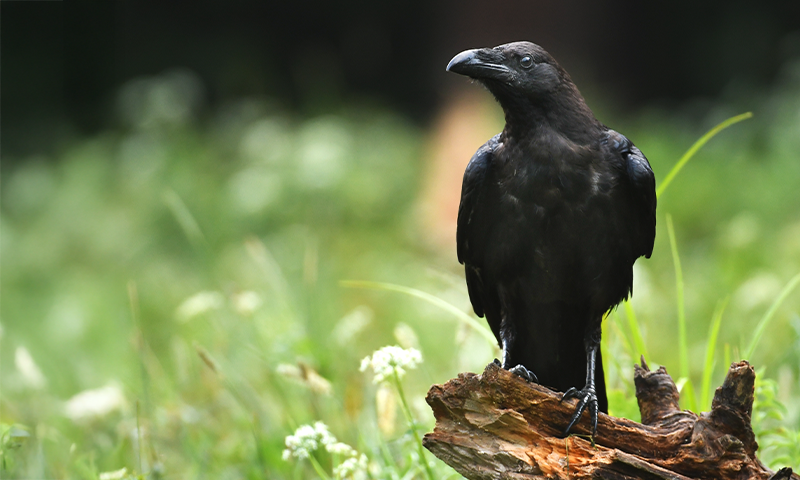 Article Recirculation Lead Image