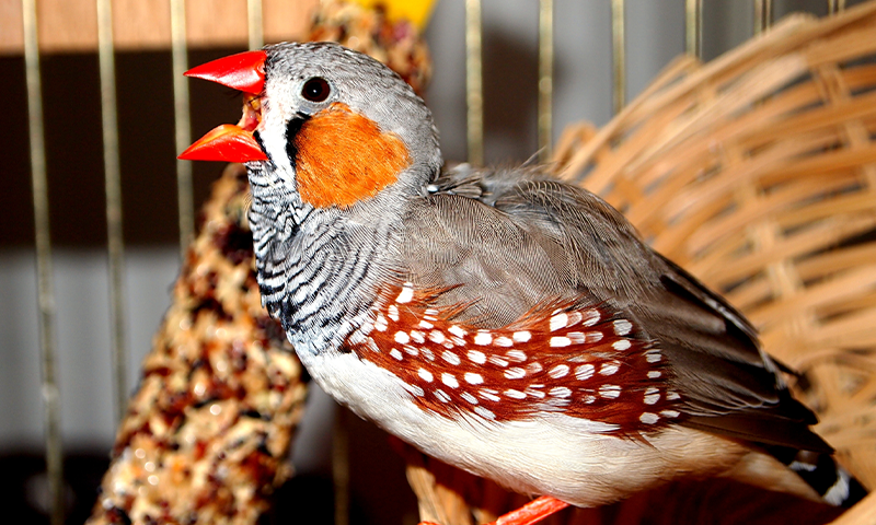 Article Sidebar Image