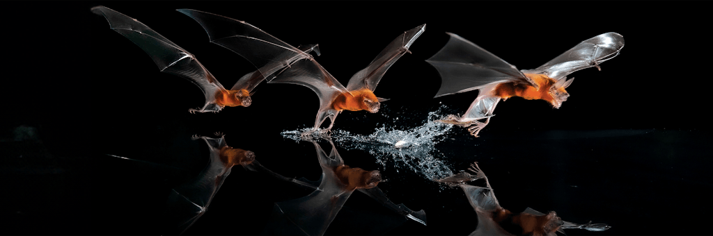 A Closeup on the Flight and Longevity of Tropical Bats