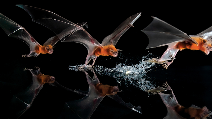 Why Bats Are Flying Machines