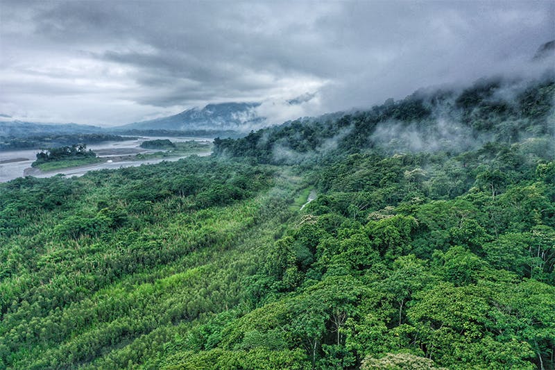 amazon river water plants