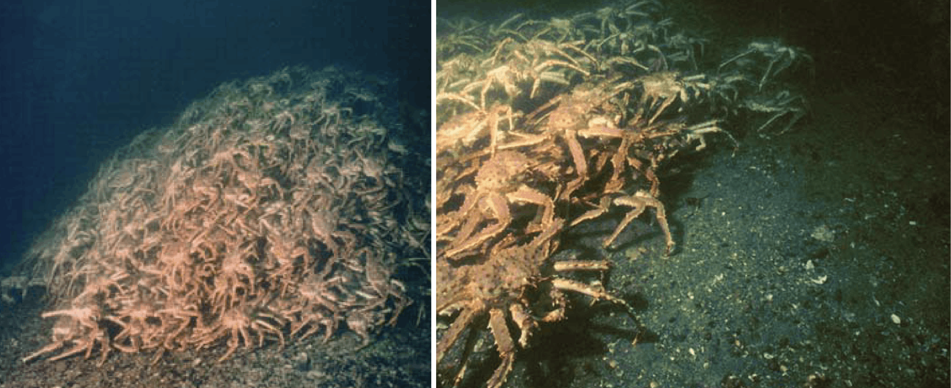 Effects of Lost Fishing Gear on Red King Crab in Womens Bay, Kodiak, Alaska