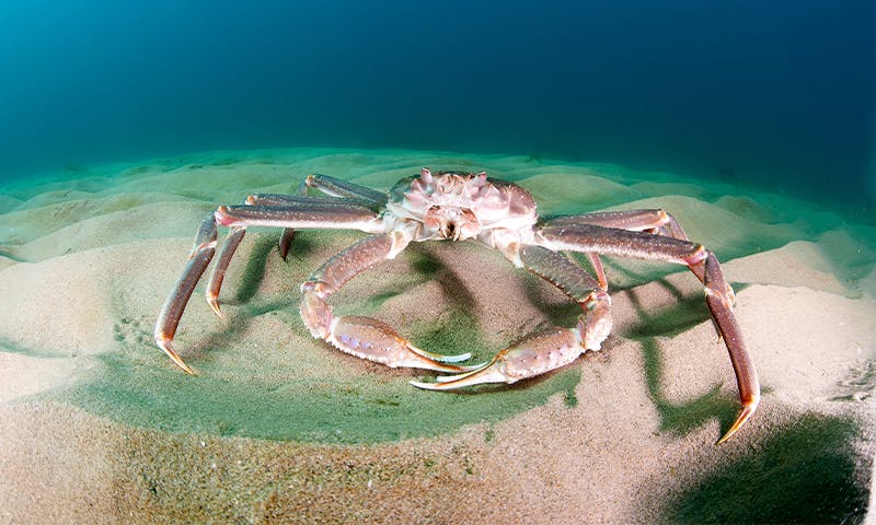 Where Have All the Snow Crabs Gone?