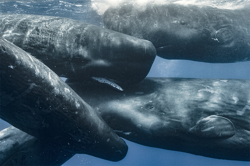 ADHD治療薬と魚油の潜在的な副作用