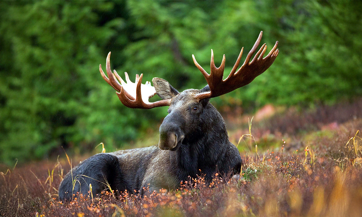 Article Sidebar Image