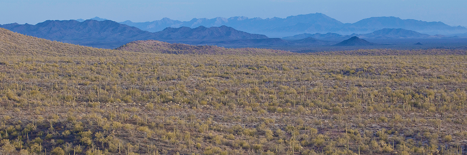 Land of Extremes: Poetry of the Sonoran Desert - Nautilus