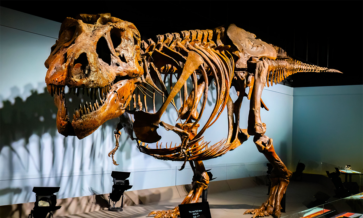 Tyrannosaurids Took Their Time Growing to 17,000 Pounds