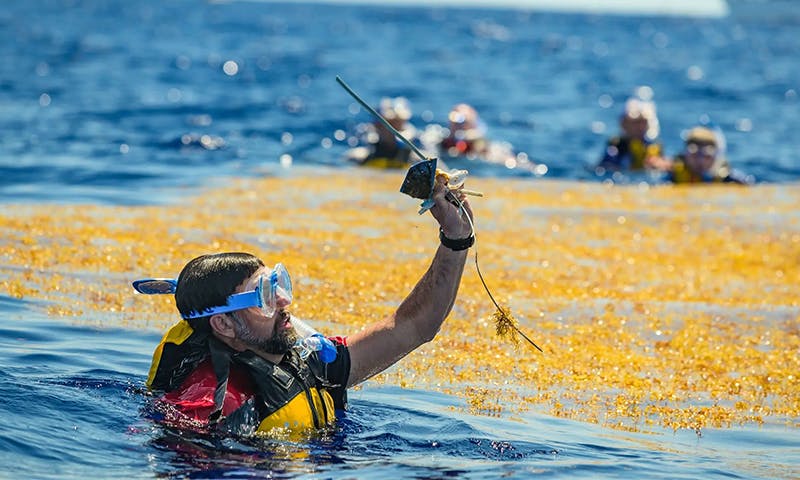 Snorkeling in Their Own Plastic – Nautilus