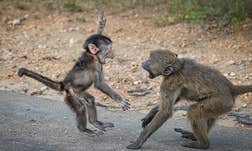 Baby baboons greet each other enthusiastically.