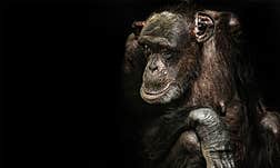 A photo of Susie the chimp.