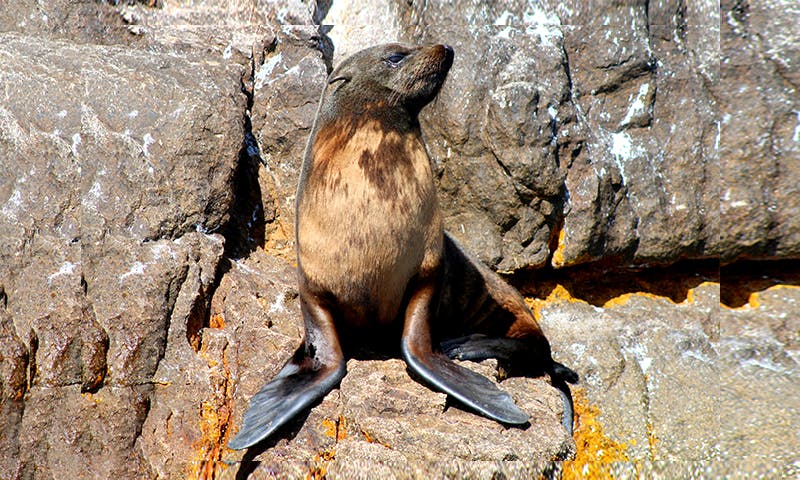 The Arctic's most populous mammal still a puzzle for researchers