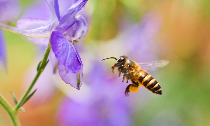 L’ozone pollue les panaches d’odeurs que les abeilles utilisent pour trouver et polliniser les plantes, ce qui pourrait nuire à l’agriculture humaine