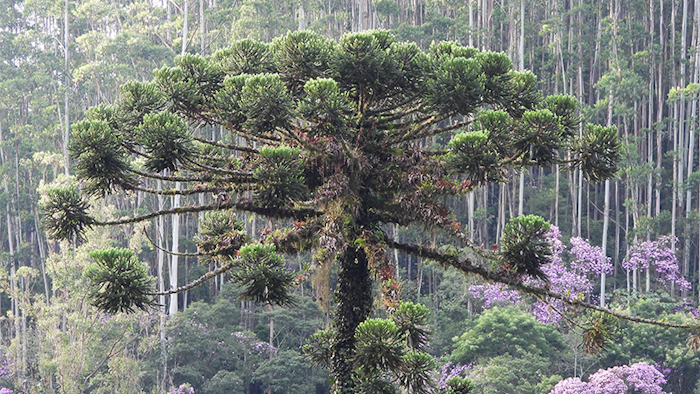Tropical Forests in Big Trouble