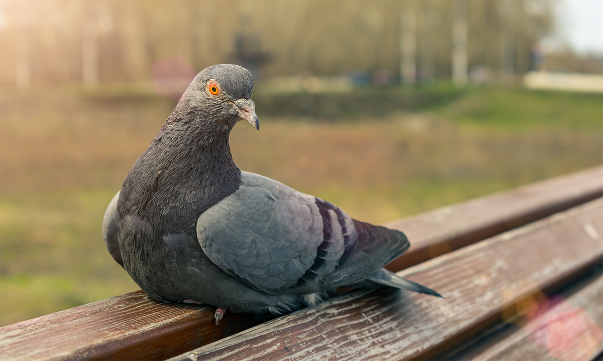 Article Recirculation Lead Image