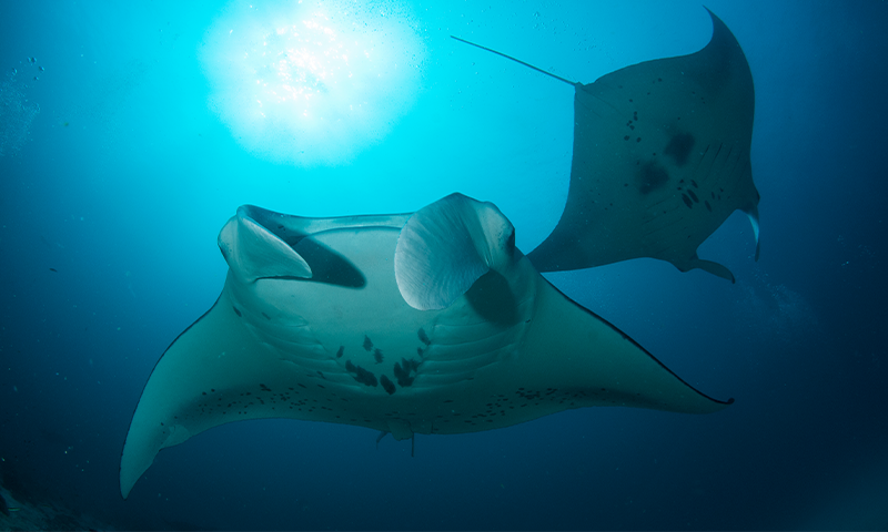 Article Recirculation Lead Image