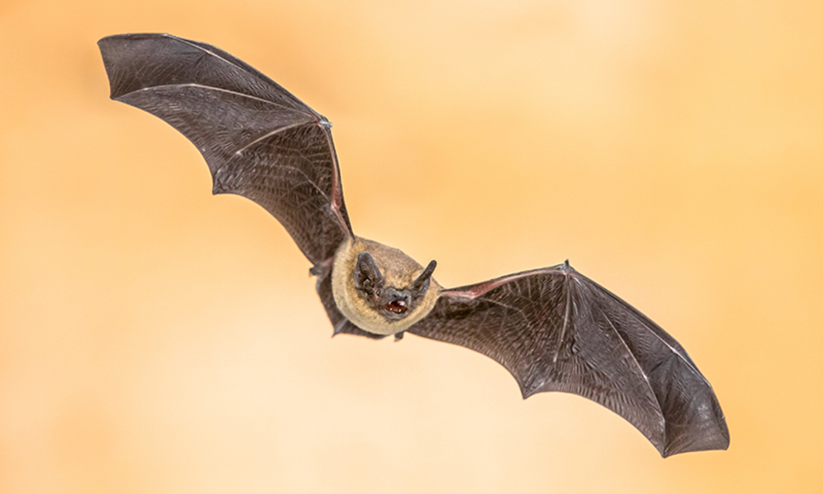 A photo of a bat in flight.