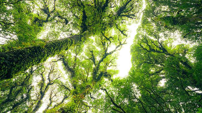 一棵树能储存多少碳？