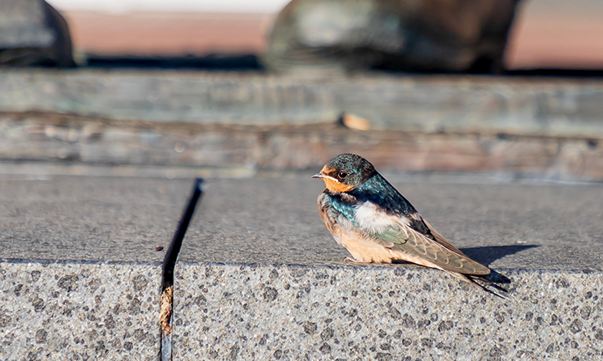 A photo of a small bird on an urban sidewalk.