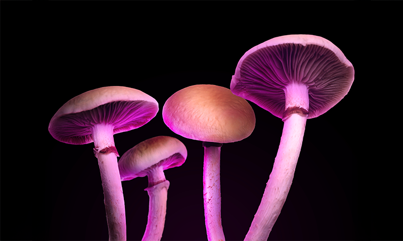 What Happens When Clergy Take Psilocybin