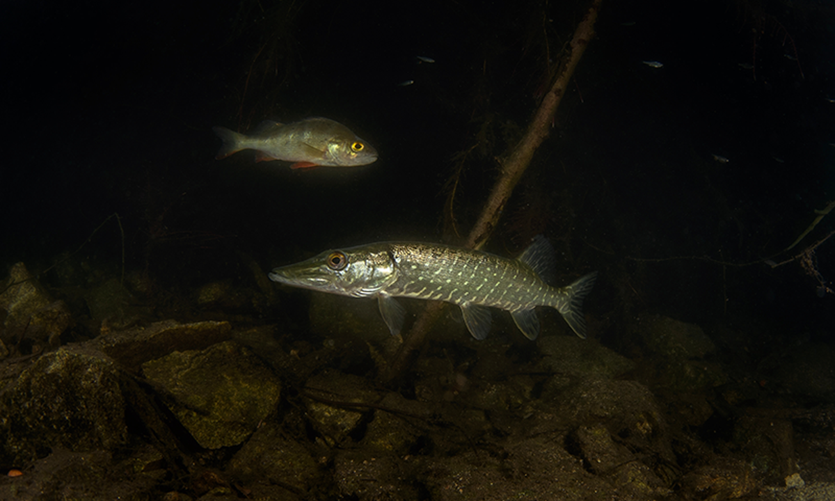 A photo of two northern pike swimming in dark waters.