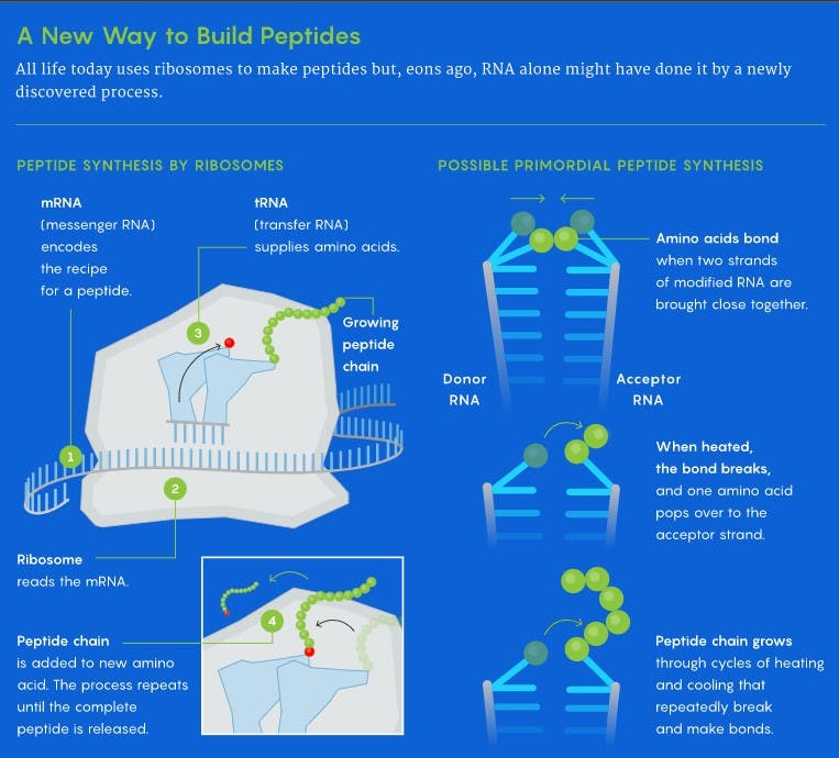 build-peptides.jpg?auto=compress&fm=pjpg