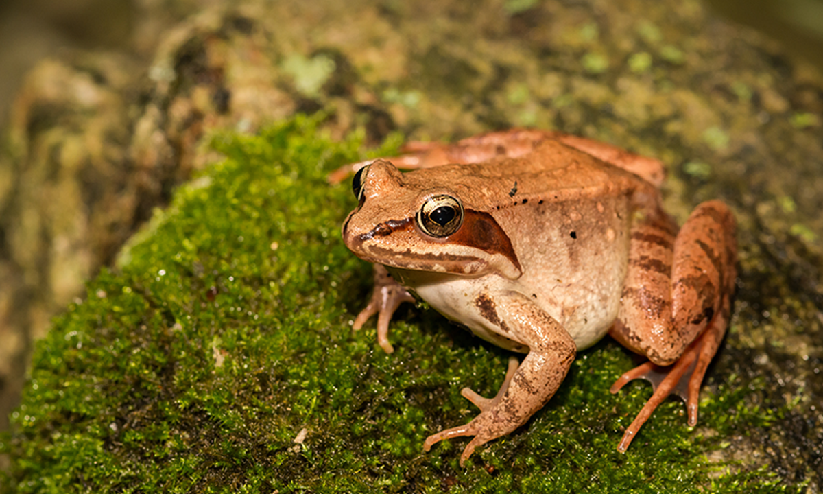 A photo of a wood frog.