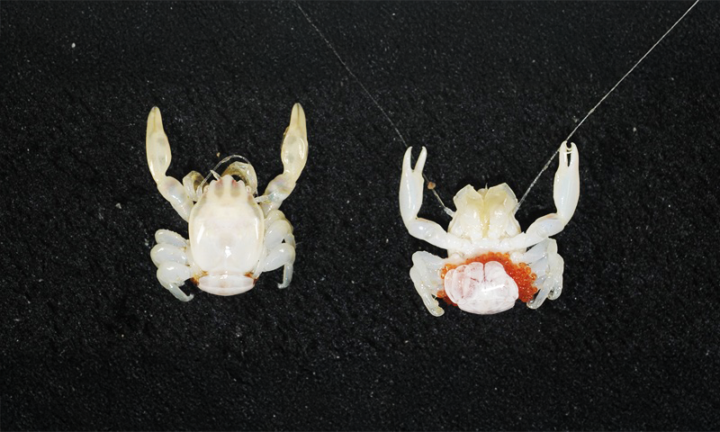 A photo of two examples of a newly discovered species of crab.