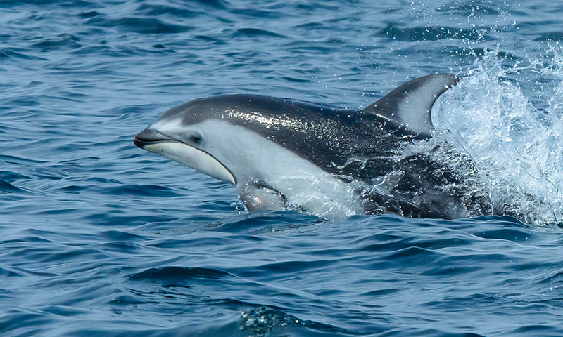 A photo of a Pacific white-sided dolphin swimming in the open water.