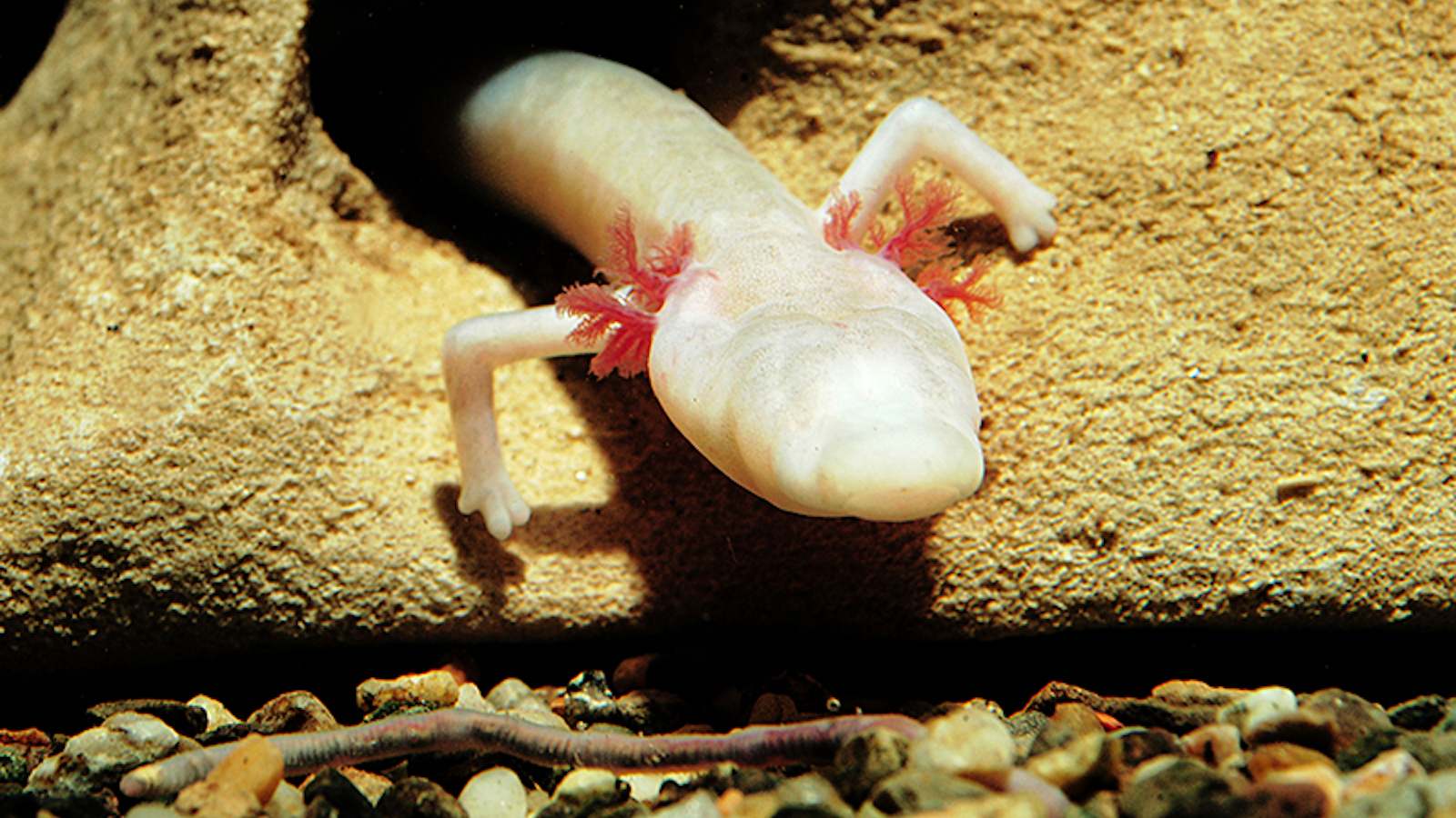 The Secrets of the Blind Salamander - Nautilus