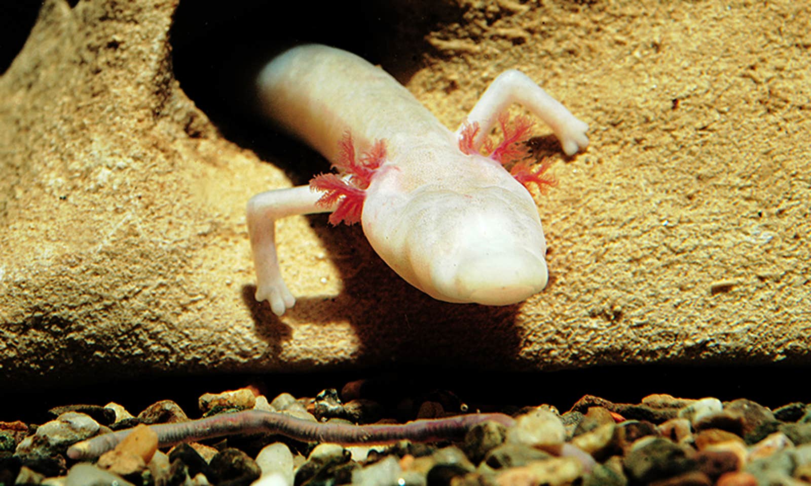 The Secrets of the Blind Salamander - Nautilus The Secrets of the Blind Salamander - Nautilus