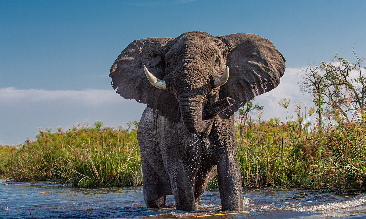 A photo of an elephant standing in a pool of water, facing the camera.