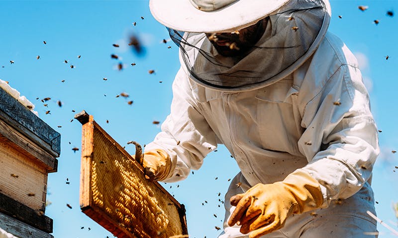 Local beekeeper shares how buying license plates helps honey bees