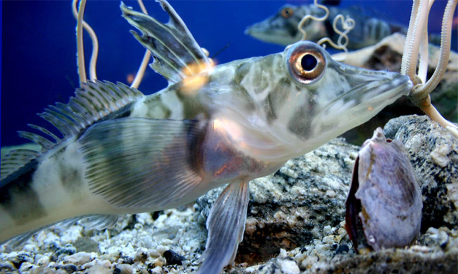 A photo of an ice fish, which lives in very cold conditions.