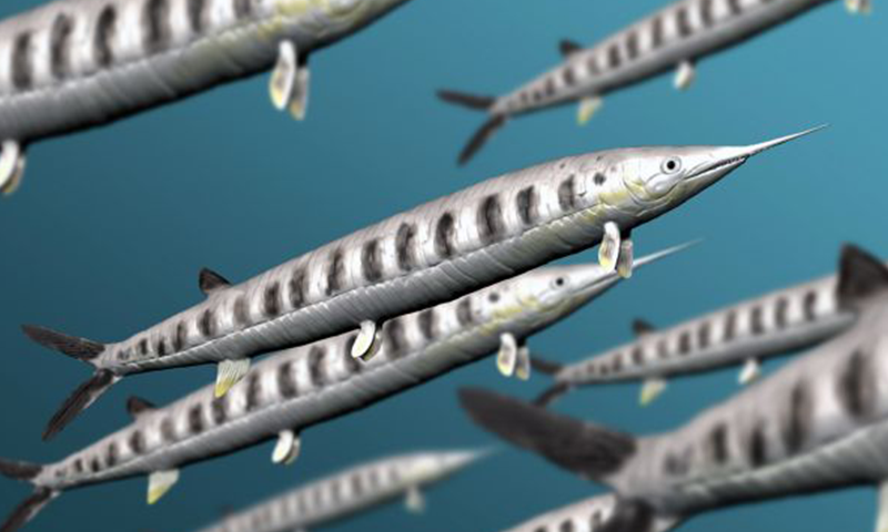 An illustration of several Aspidorhynchidae, an extinct family of ray-finned fish.