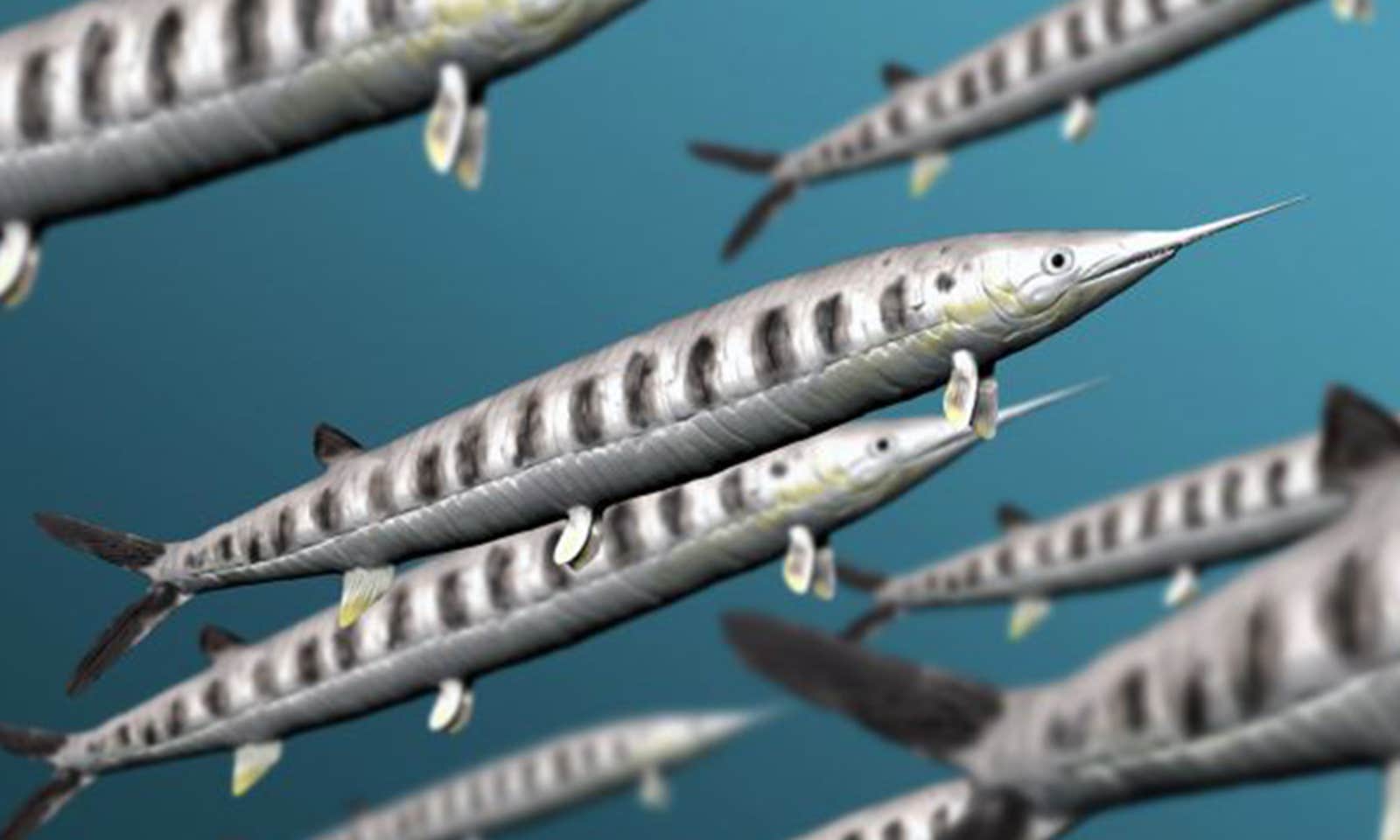 An illustration of several Aspidorhynchidae, an extinct family of ray-finned fish.