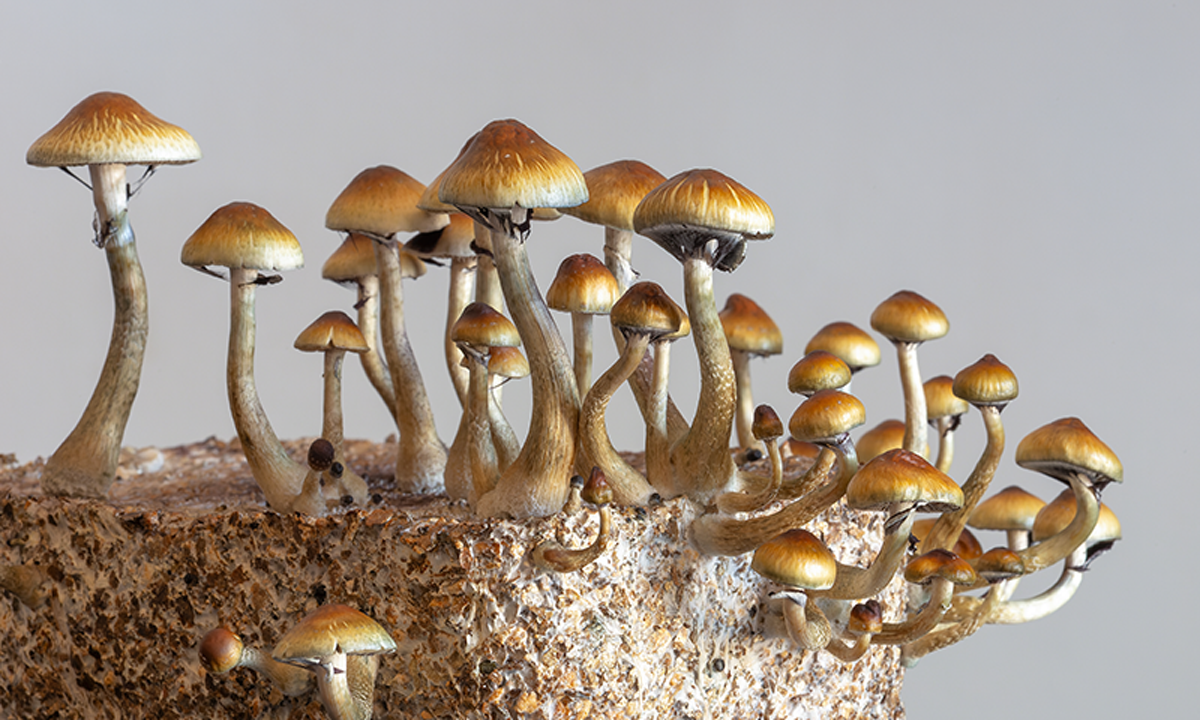 A photo of 'magic' mushrooms.