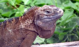 A photo of the endangered Jamaican iguana
